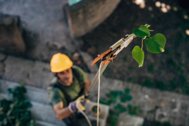 How Our Tree Care Process Works  in Lindsay, OK